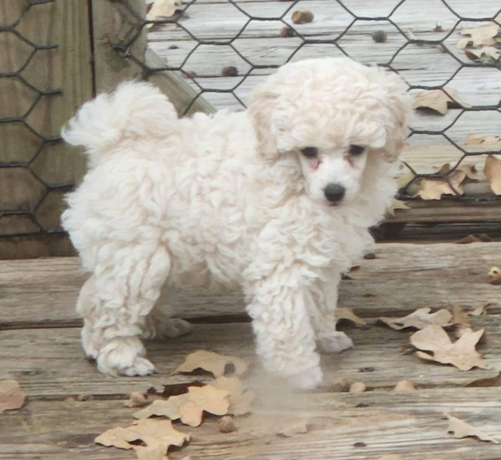 Ying is a beautiful white male toy poodle.