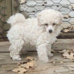 Ying is a beautiful white male toy poodle.